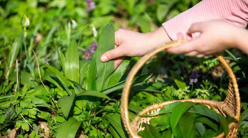 Hodowla chmielu w ogrodzie - różnorodne odmiany do ozdoby, upieczętowanie, wykorzystanie