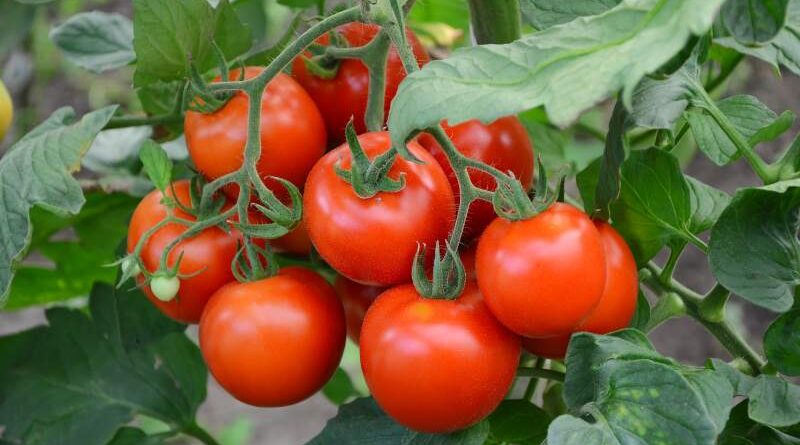 W jaki sposób opiekować się pomidorami polnymi i kiedy je zbierać?
