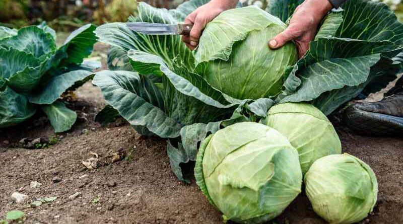 Jak naturalnie pozbyć się szkodników roślin kapustnych w ogrodzie warzywnym